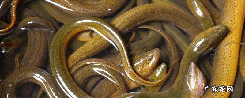 黄鳝的特点 黄鳝的特点和本领有哪些