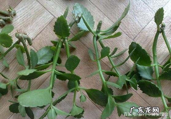 长寿花怎么繁殖,长寿花怎么繁殖方法