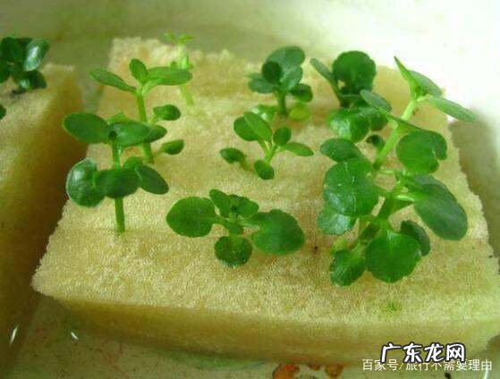 长寿花怎么繁殖,长寿花怎么繁殖方法