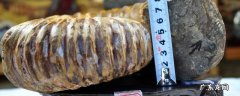 关于鹦鹉螺的资料 鹦鹉螺的特点