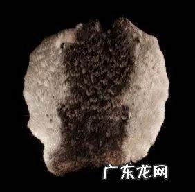 企鹅有羽毛,企鹅的毛是什么样的