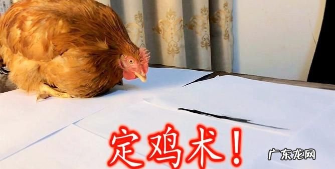 为什么鸡画直线就不动了,在鸡面前画一条线为什么就不动了是真的