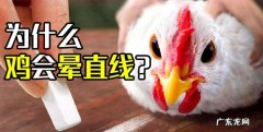 为什么鸡画直线就不动了,在鸡面前画一条线为什么就不动了是真的