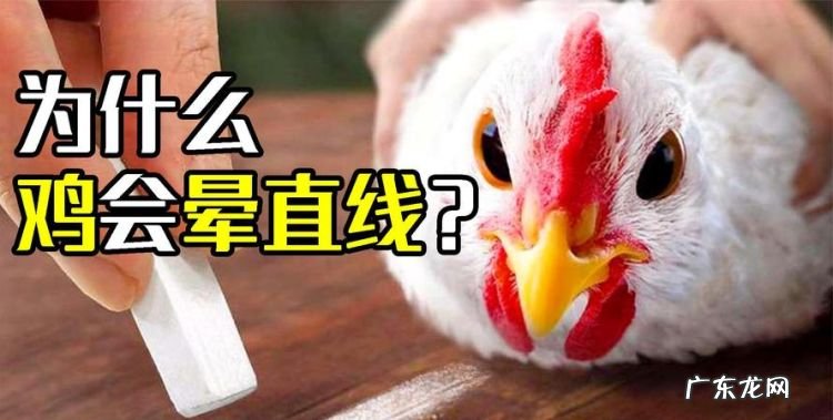 为什么鸡画直线就不动了,在鸡面前画一条线为什么就不动了是真的
