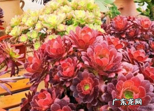 法师秋天多久浇一次水,多肉法师浇水可以从叶片上浇