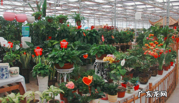 广州花卉批发市场在哪里,广州哪里有鲜花批发市场地址