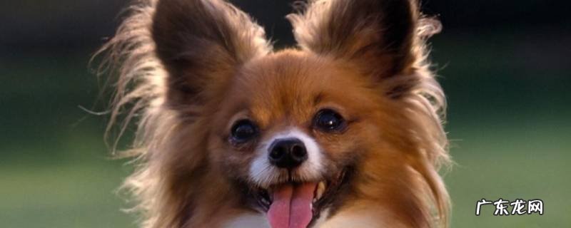 蝴蝶犬的特点是什么 蝴蝶犬的特点