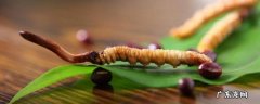 冬虫夏草的特点 冬虫夏草的特点作文