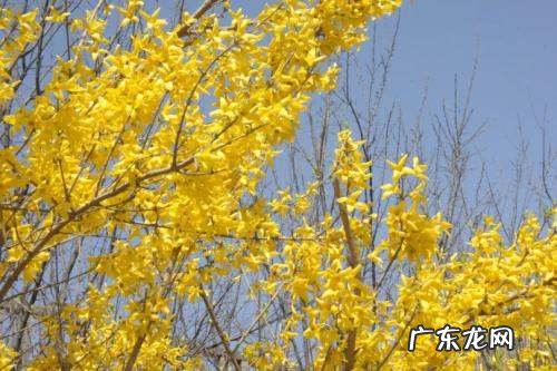 迎春花是什么植物,迎春花是什么花蕊
