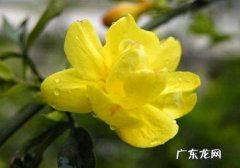迎春花是什么植物,迎春花是什么花蕊