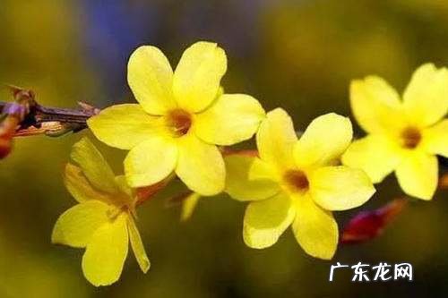 迎春花是什么植物,迎春花是什么花蕊