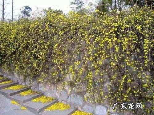 迎春花是什么植物,迎春花是什么花蕊