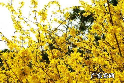 迎春花是什么植物,迎春花是什么花蕊