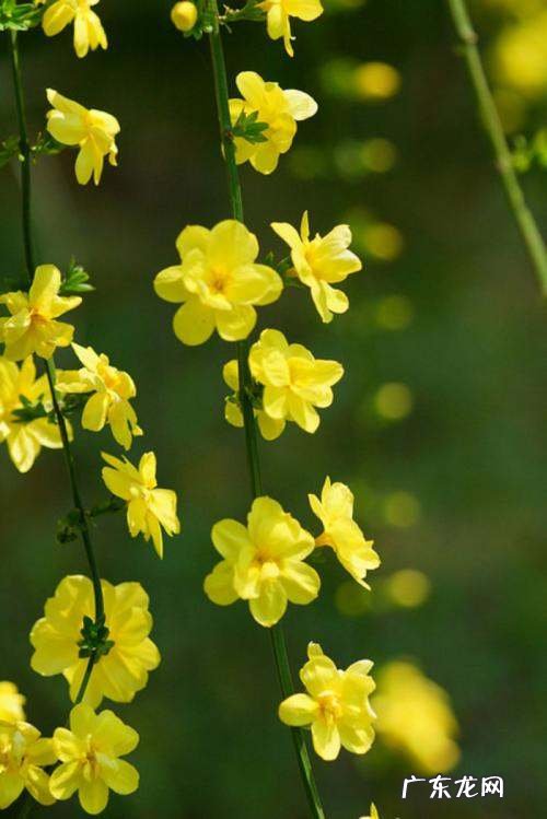迎春花是什么植物,迎春花是什么花蕊