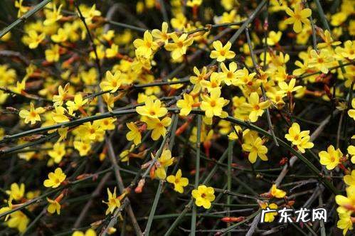 迎春花是什么植物,迎春花是什么花蕊