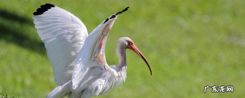 白瘖的成因 白鹮的特点