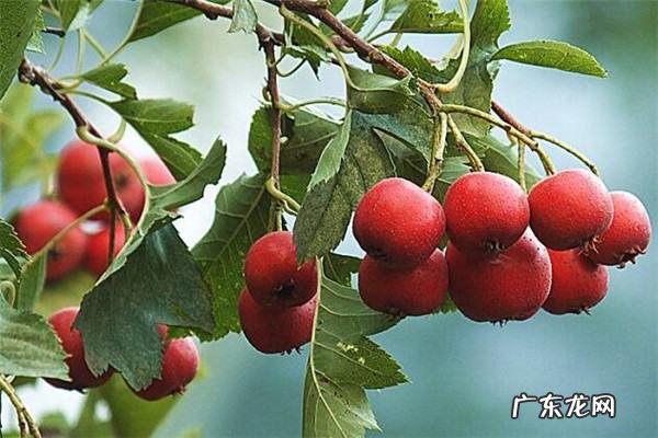 百香果能山楂和一起泡,百香果可以和山楂一起泡水