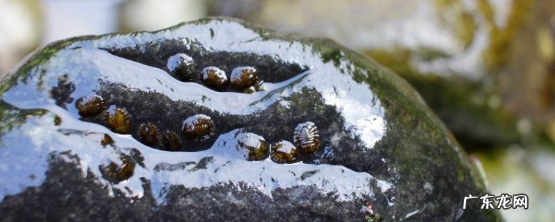 什么是石鳖 石鳖的特点