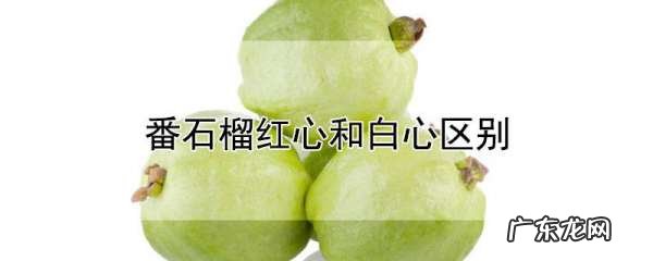 番石榴白心红心哪种好,奶油芭乐红心和白心的区别