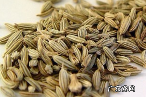 孜然和茴香是一样的,小茴香和孜然一样