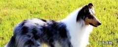 苏格兰牧羊犬的特点 苏格兰牧羊犬性格特点