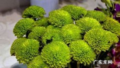 绿菊花的花语和寓意,菊花花语是什么