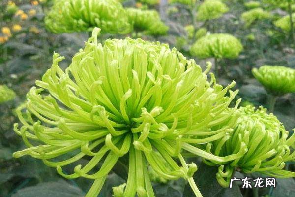 绿菊花的花语和寓意,菊花花语是什么