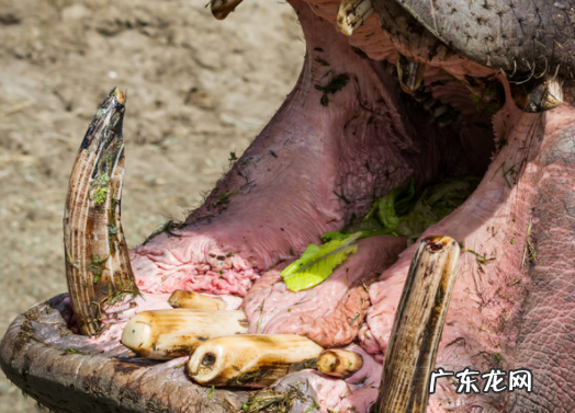 河马的牙齿有什么用,河马食肉动物还是食草动物