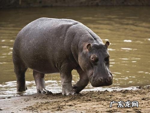 河马的牙齿有什么用,河马食肉动物还是食草动物