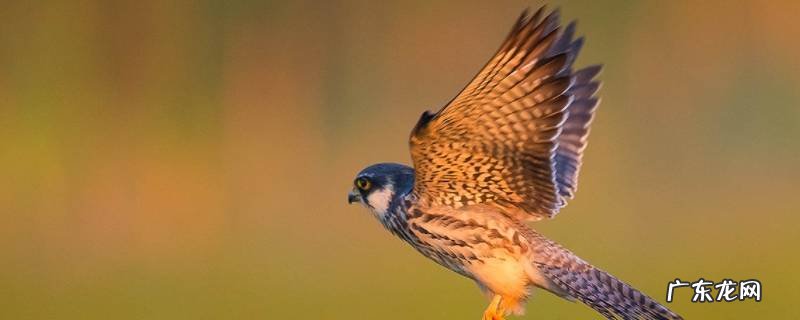 燕隼适应飞翔的特点 燕隼的特点