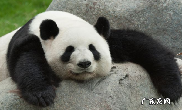 重点保护的野生动物分为哪几类,国家重点保护的野生动物分为什么