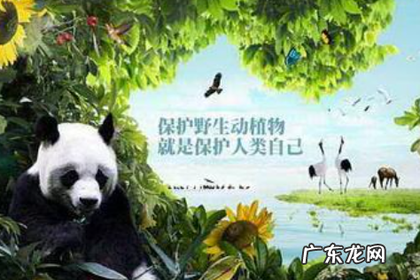 重点保护的野生动物分为哪几类,国家重点保护的野生动物分为什么