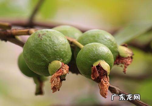 番石榴烂了点可以吃,番石榴发霉了还能吃