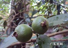 番石榴烂了点可以吃,番石榴发霉了还能吃