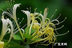 金银花冬天怎么养,问一下种植金银花的问题冬天温度能达到零下30度以下