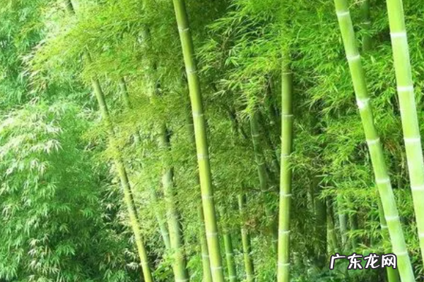 竹子的寓意和象征,竹的寓意和象征