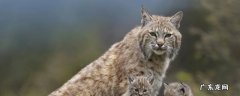 英国短尾猫的特点 短尾猫的特点