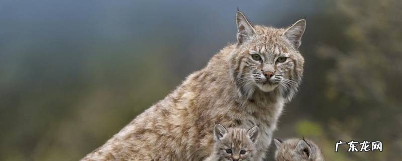 英国短尾猫的特点 短尾猫的特点
