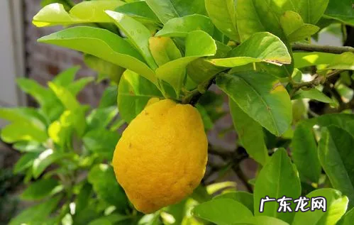 香橼是什么植物,香橼的植物形态是怎样的