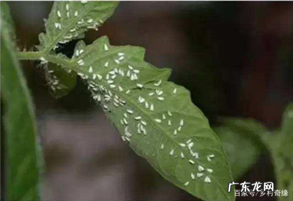 柿子里的虫子是什么虫,柿子树上的虫子叫什么 剌