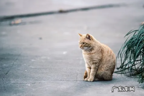 养膘是什么意思,立秋贴秋膘是什么意思立秋还有哪些民俗活动