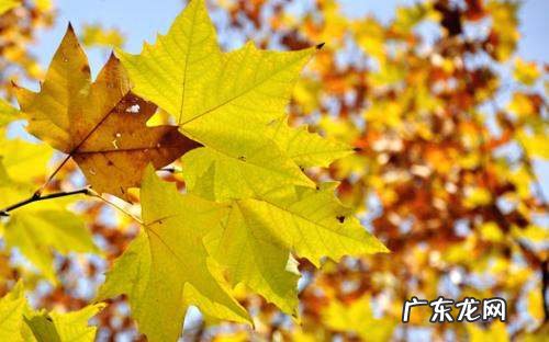 养膘是什么意思,立秋贴秋膘是什么意思立秋还有哪些民俗活动