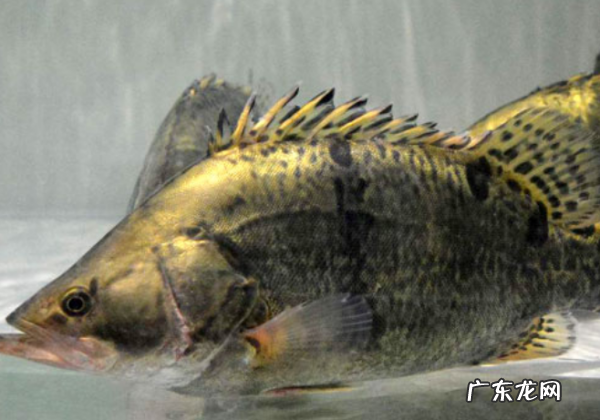 无刺鱼是什么鱼,无刺的鱼有哪些品种