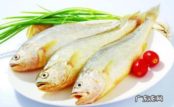 无刺鱼是什么鱼,无刺的鱼有哪些品种