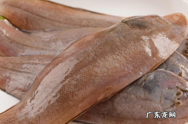 无刺鱼是什么鱼,无刺的鱼有哪些品种