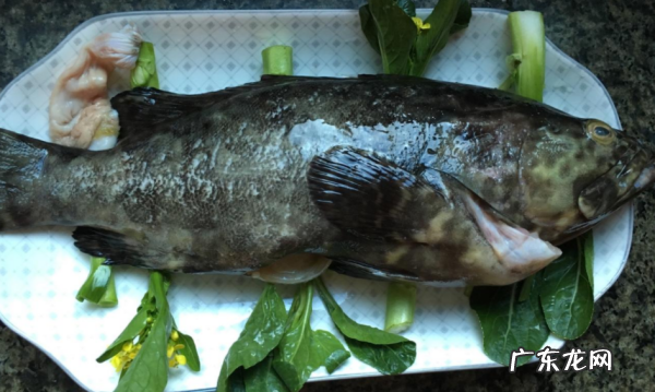 无刺鱼是什么鱼,无刺的鱼有哪些品种