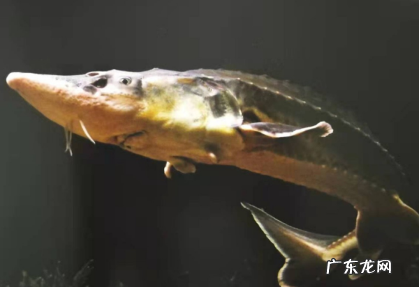 无刺鱼是什么鱼,无刺的鱼有哪些品种