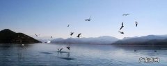 海鸟的特点外貌 海鸟的特点