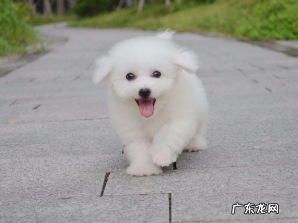 为什么比熊养公不养母,为什么比熊养公不养母