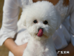 为什么比熊养公不养母,为什么比熊养公不养母